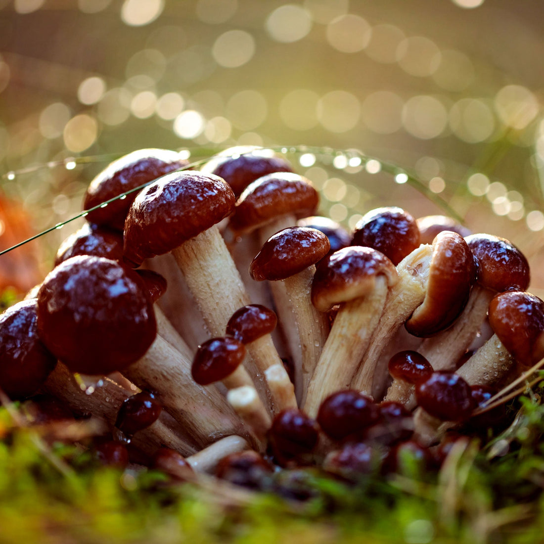 Uplifting Without the Crash: The Functional Benefits of Mushroom Gummies